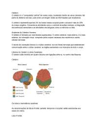 O Cérebro Humano: Anatomia, Funções e Lóbulos Cerebrais