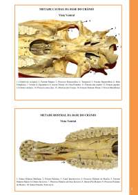Anatomia Veterinaria Docsity