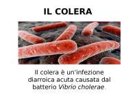 Come Trattare La Malattia Marciume Delle Foglie Su Peperomia - Foto 3