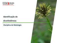 3 Identificaçao de dicotiledôneas.pdf