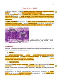 Histologia do Aparelho Respiratório: Uma Abordagem Detalhada