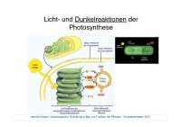 Licht- und Dunkelreaktionen der Photosyntese-Einf. in Bau und Funktion der Pflanzen