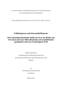 Expression und Funktion von Intermediate Filaments in der Rinderniere