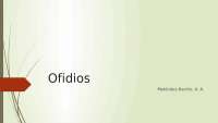 Presentación Ofidios (Serpientes)