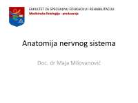 Anatomija nervnog sistema: podela, opis i funckije | Skripte' predlog ...