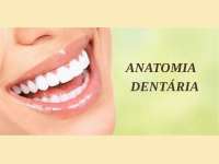 ANATOMIA DENTAL RESUMIDA app