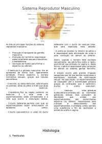 Sistema Reprodutor Masculino: Anatomia, Histologia e Funções