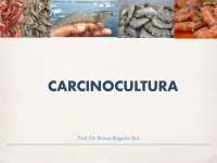Cultivo de Camarão da Malásia: Morfologia, Reprodução e Larvicultura