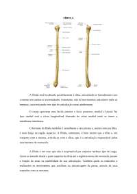 Anatomia da fíbula e seus atributos - Docsity
