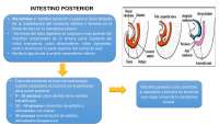Desarrollo del Intestino Posterior: Gastrosquisis y Divertículo de Meckel