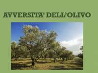 Avversità dell'Olivo: Insetti, Funghi e Batteri