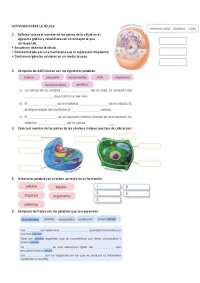célula actividades para secundaria