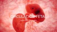 Circulacion fetal veterinaria