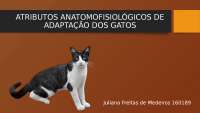 Termorregulação em Gatos