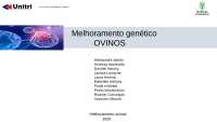 melhoramento genetico em ovinos