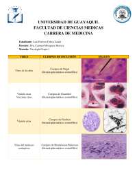 Cuerpos de Inclusión: Un Resumen de los Virus y sus Características