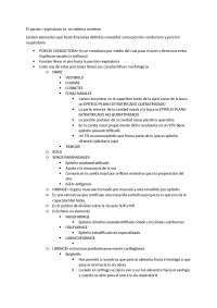 Sistema Respiratorio