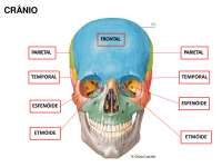 Anatomia _ fisiológica humana