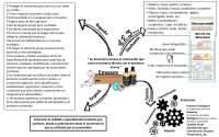 mapa mental envases de alimentos