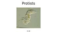 Lecture 4 Macrobiology