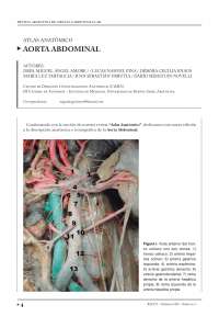 Atlas de las ramas de la arteria abdominal