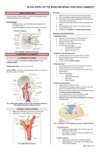 Blood supply of the brain reviewer