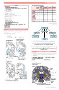 Basal Ganglia Reviewer
