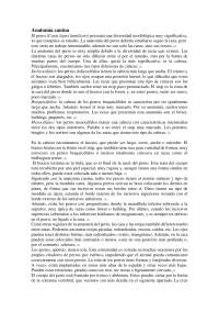 Osteologia del canino