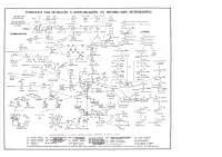 Mapa metabólico - Biomed