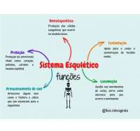 Sistema esquelético.