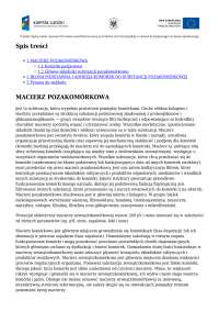 Macierz pozakomórkowa - przekrojowe opracowanie