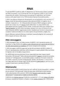 RNA: caratteristiche e classificazione - Docsity