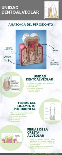 unidad dentoalveolar