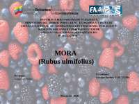 La mora y todo lo que debes saber de ella