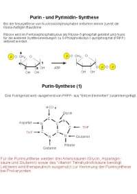 Biochemie 2 Zusammenfassung: Synthese der Purine und ihre Regulation