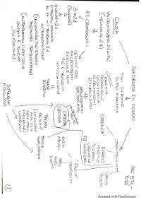 Schema Sindrome di Down | Schemi e mappe concettuali di Igiene ...