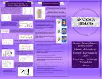 anatomía humana y sus características