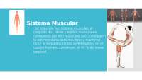 Sistema Muscular y sus funciones