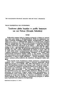 Tundrówa gleba kopalna w profilu lessowym we wsi Hulcze (Grzęda Sokalska)