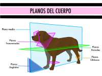 Terminos direccionales y planos corporales del perro - Docsity