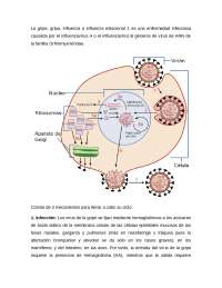 Ciclo del virus de la gripe