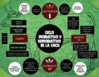 GESTACIÓN Y PARTO DE GANADO BOVINO
