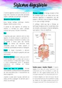 Sistema Digestório Anatomia
