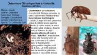 il temibile insetto" Oziorrinco Otiorrhynchus cribricollis"  dell'olivo.