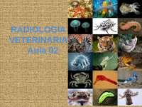História da Radiologia Veterinária: Equipamentos e Técnicas de Contenção de Animais