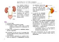 Anatomia do Sistema Urinário: Um Guia Completo para Estudantes