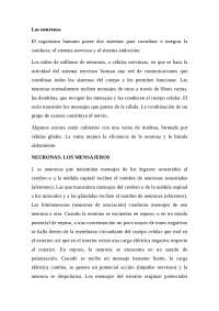las neuronas y sus partes