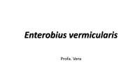 Enterobius vermicularis: Morfologia, Ciclo Biológico e Patogenia