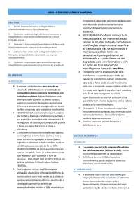 Resumo de Anemia Ferropriva e Megaloblástica