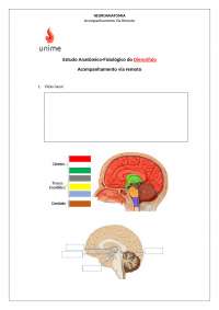 estudo diencefalo para anatomia